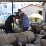 Karpuzlu’da küçükbaş hayvanlar kayıt altına alınıyor