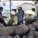 Karpuzlu’da küçükbaş hayvanlar kayıt altına alınıyor