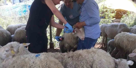 Karpuzlu’da küçükbaş hayvanlar kayıt altına alınıyor