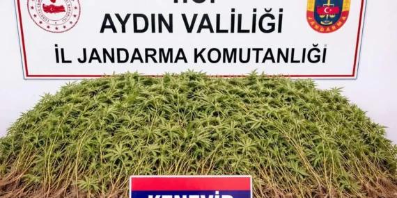 Nazilli’de 208 kök kenevir ele geçirildi! 62 yaşındaki şahıs tutuklandı