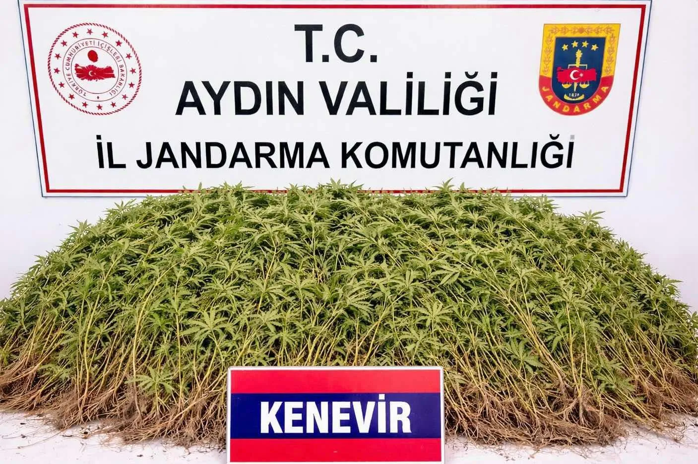 Nazilli'de 208 kök kenevir ele geçirildi! 62 yaşındaki şahıs tutuklandı 1 kenveri
