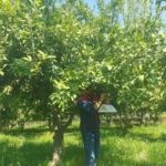 Koçarlı’da Akdeniz meyve sineğine karşı tuzaklı takip sürüyor