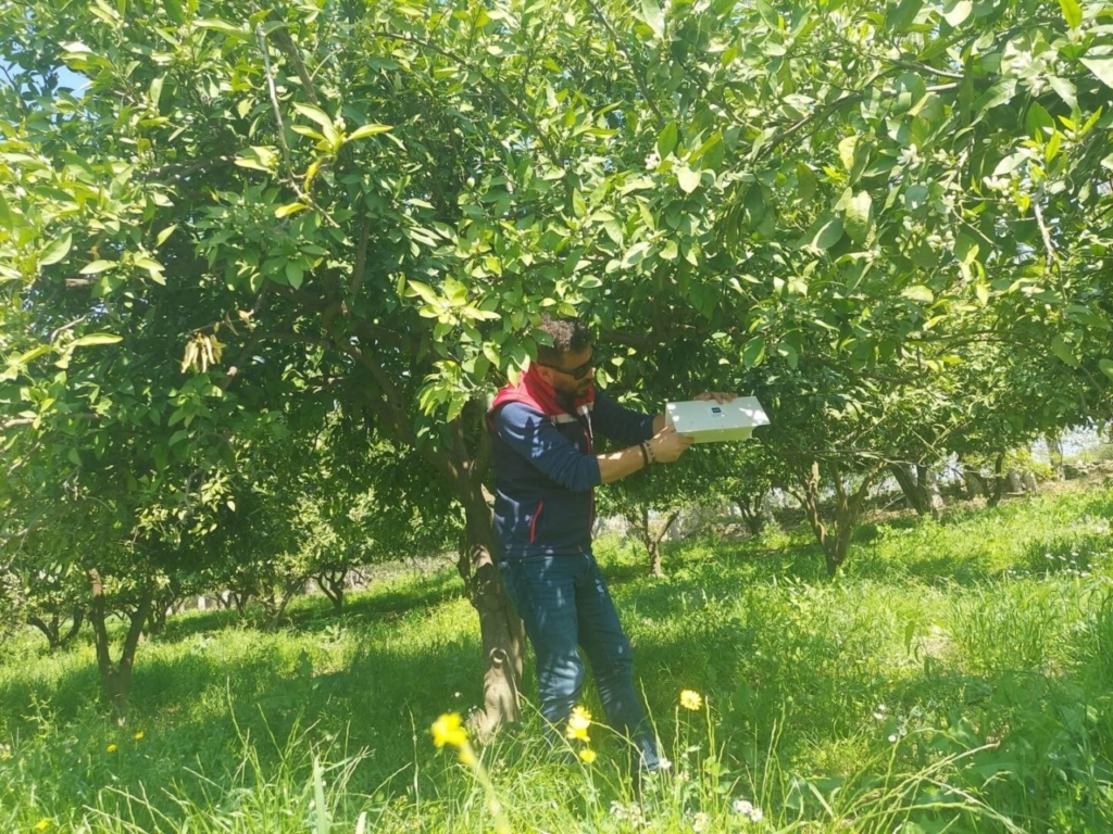 Koçarlı’da Akdeniz meyve sineğine karşı tuzaklı takip sürüyor 2 kocarlida akdeniz meyve sinegine karsi tuzakli takip suruyor 650eb368aad5