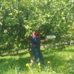 Koçarlı’da Akdeniz meyve sineğine karşı tuzaklı takip sürüyor