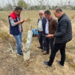 Koçarlı’da üreticilere "Cevizde Aşılama" eğitimi verilecek