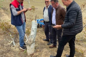 Koçarlı’da üreticilere "Cevizde Aşılama" eğitimi verilecek