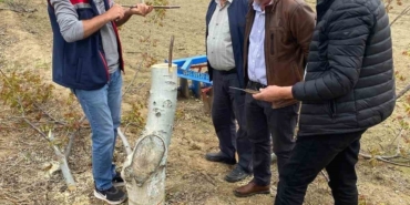 Koçarlı’da üreticilere "Cevizde Aşılama" eğitimi verilecek