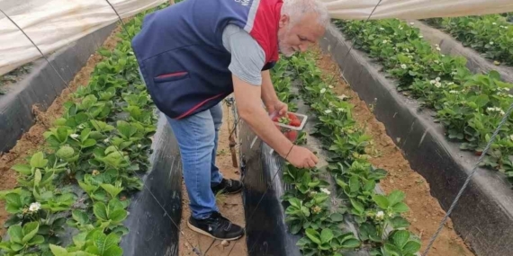 Köşk’te çilekte pestisit denetimi sürüyor