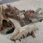 Kuşadası kıyılarında fırtına sonrası ortaya çıkan kemikler incelendi