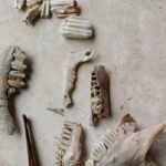 Kuşadası kıyılarında fırtına sonrası ortaya çıkan kemikler incelendi