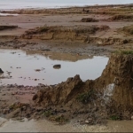 Kuşadası kıyılarında fırtına sonrası ortaya çıkan kemikler incelendi