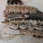 Kuşadası kıyılarında fırtına sonrası ortaya çıkan kemikler incelendi