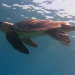 Kuşadası Körfezi’nde ‘deniz kaplumbağası’ alarmı