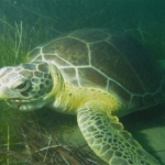 Kuşadası Körfezi’nde ‘deniz kaplumbağası’ alarmı
