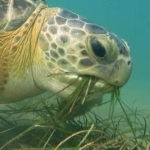 Kuşadası Körfezi’nde ‘deniz kaplumbağası’ alarmı
