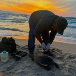 Kuşadası’nda iki deniz kaplumbağası ölü bulundu