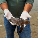 Kuşadası’nda iki deniz kaplumbağası ölü bulundu