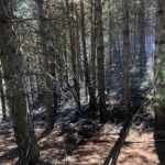 Orman yangını kontrol altına alındı