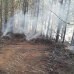 Orman yangını kontrol altına alındı