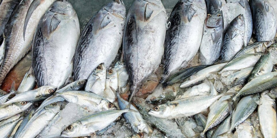 Aydın Balıkçılar Çarşısı: Taze Balık, Yerel Kültür ve Alışveriş Rehberi