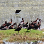 (SABAH)Kocagöl Lagünü’nün statüsünün belirlenmesi için ’Ön Değerlendirme Ekibi’ kurulacak