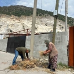 Sazlı’da leylekler yeni yuvasına kavuştu