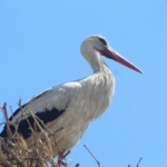Sazlı’da leylekler yeni yuvasına kavuştu