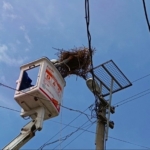 Sazlı’da leylekler yeni yuvasına kavuştu