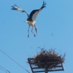 Sazlı’da leylekler yeni yuvasına kavuştu