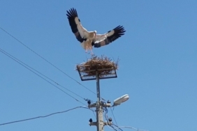 Sazlı’da leylekler yeni yuvasına kavuştu