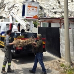 Sazlı’da leylekler yeni yuvasına kavuştu