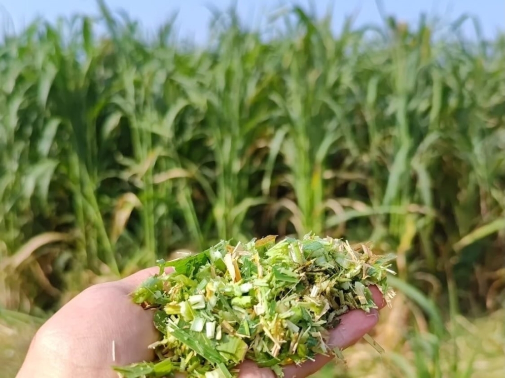 silajlik misira alternatif olan sorgum otu ureticilere dagitildi 52ff35df68f7
