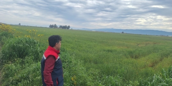 Söke’de hububat ekili araziler denetlendi