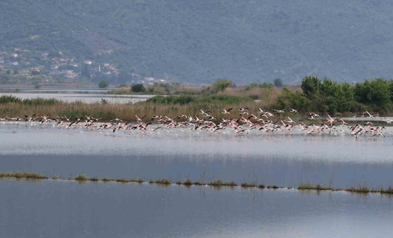 Aydın'da görsel şölen: Flamingoların beslenme noktası oldu 1 su altinda kalan arazilerde flamingolar gorsel solen olusturdu 05ce5babfd18