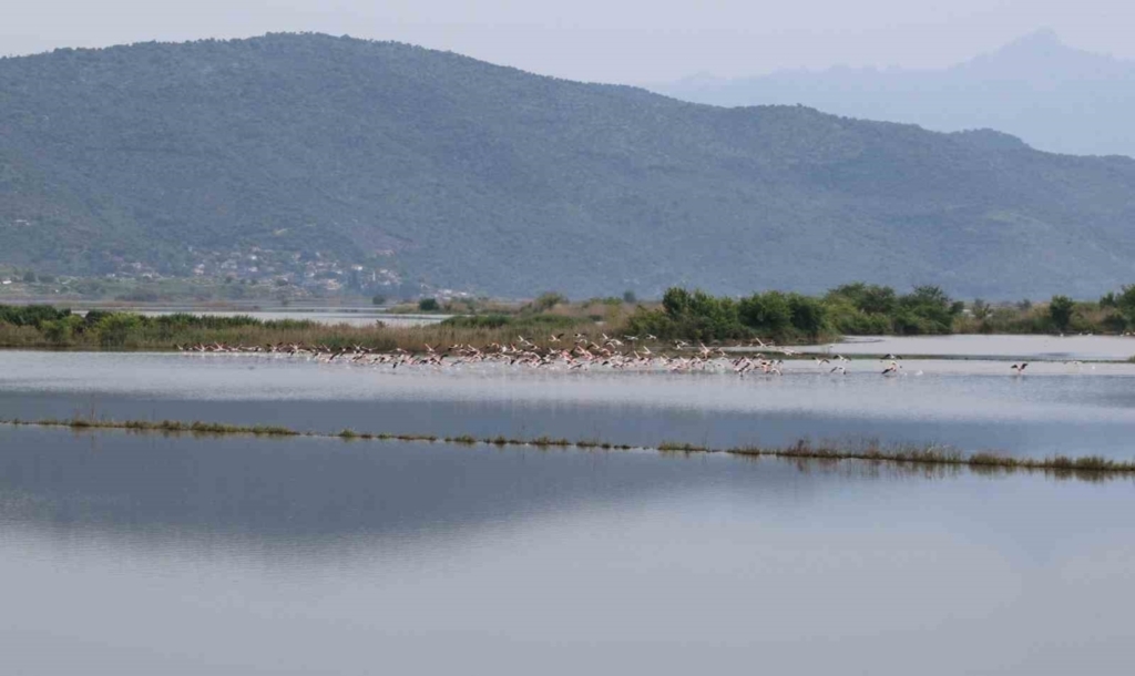 Aydın'da görsel şölen: Flamingoların beslenme noktası oldu 2 su altinda kalan arazilerde flamingolar gorsel solen olusturdu 350e369d1210