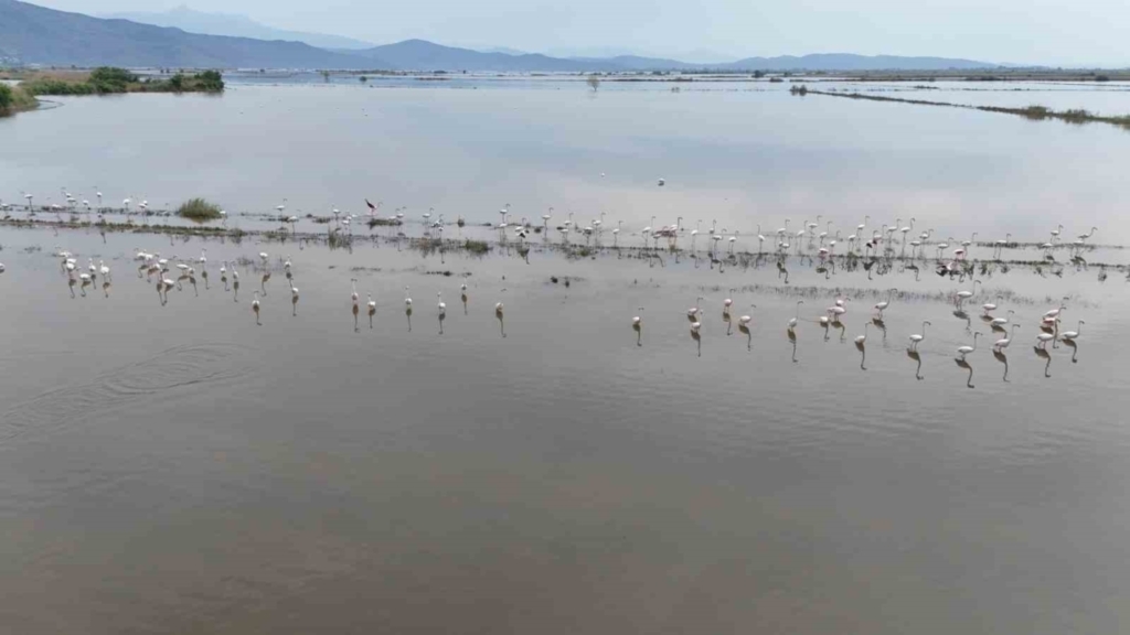 Aydın'da görsel şölen: Flamingoların beslenme noktası oldu 7 su altinda kalan arazilerde flamingolar gorsel solen olusturdu 8b5fd9edbfc2