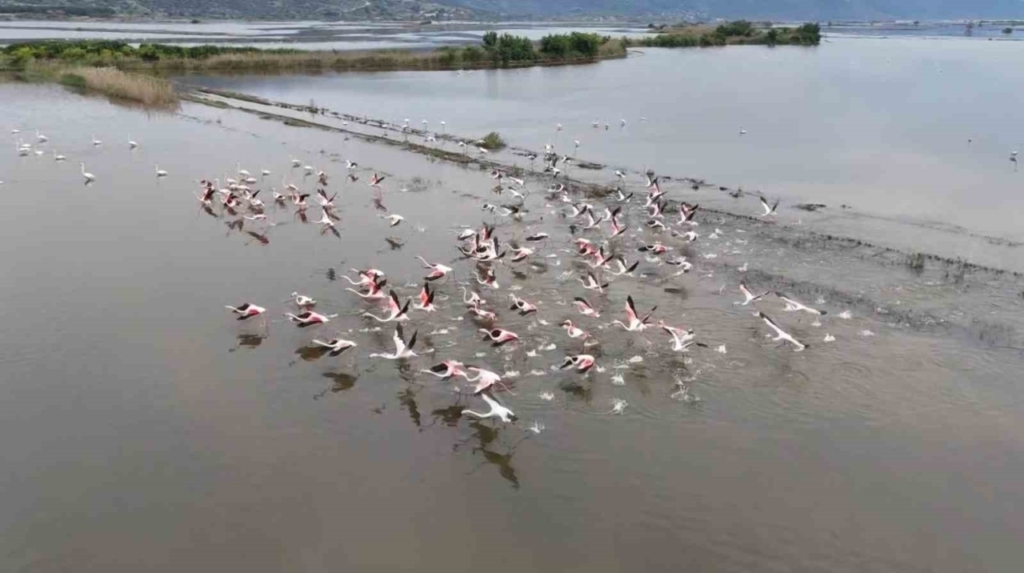 Aydın'da görsel şölen: Flamingoların beslenme noktası oldu 5 su altinda kalan arazilerde flamingolar gorsel solen olusturdu cc3634cde9e1