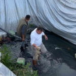 Sulama havuzuna düşen 5 yavru köpeği belediye ekipleri kurtardı