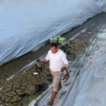 Sulama havuzuna düşen 5 yavru köpeği belediye ekipleri kurtardı