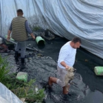 Sulama havuzuna düşen 5 yavru köpeği belediye ekipleri kurtardı