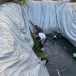 Sulama havuzuna düşen 5 yavru köpeği belediye ekipleri kurtardı