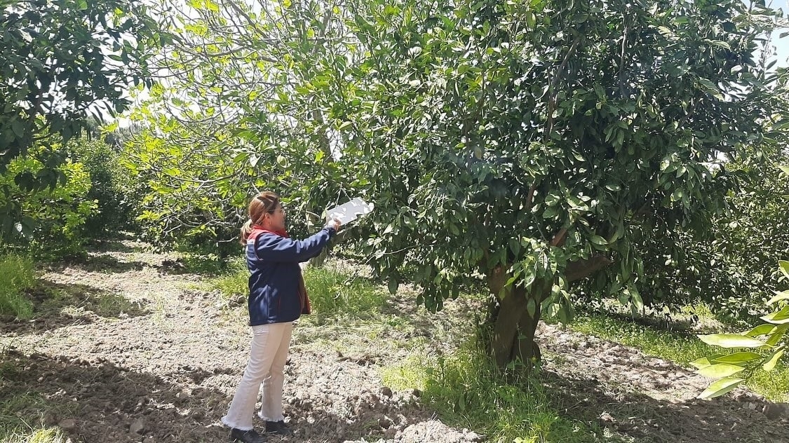Tarım arazilerinde hastalık ve zararlı mesaisi 1 tarim arazilerinde hastalik ve zararli mesaisi 62ababbf1a2a