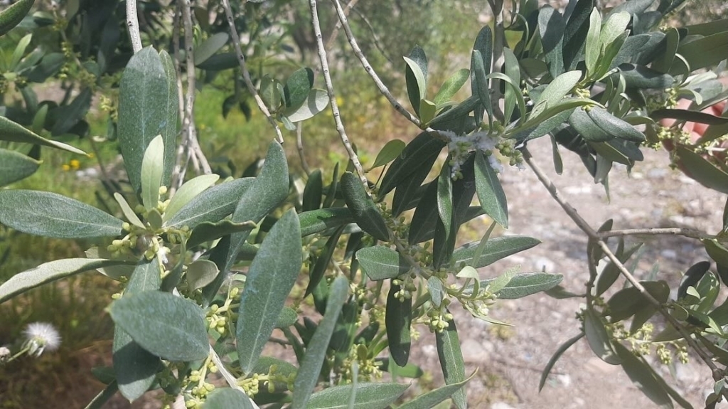 Tarım arazilerinde hastalık ve zararlı mesaisi 4 tarim arazilerinde hastalik ve zararli mesaisi 64d57d55a343