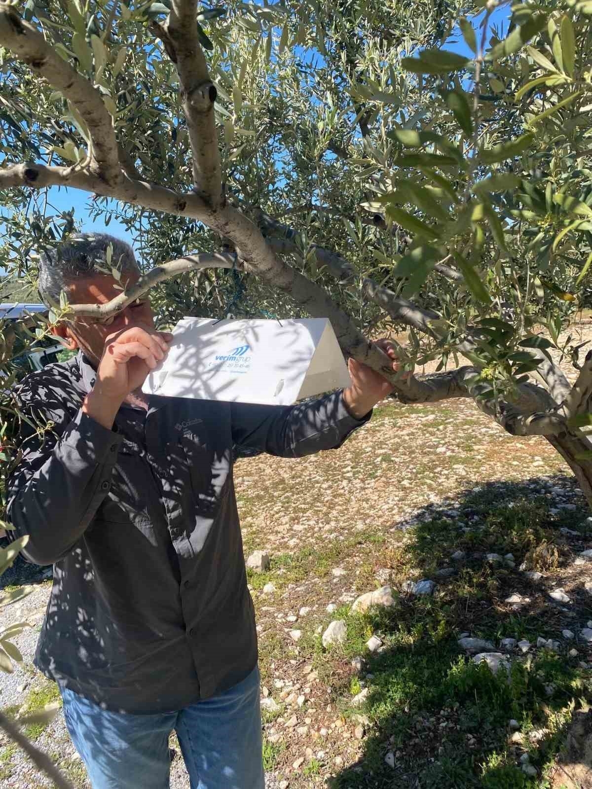 zeytin guvesine karsi tuzak kurulumlari basladi 395cc73f1fc2