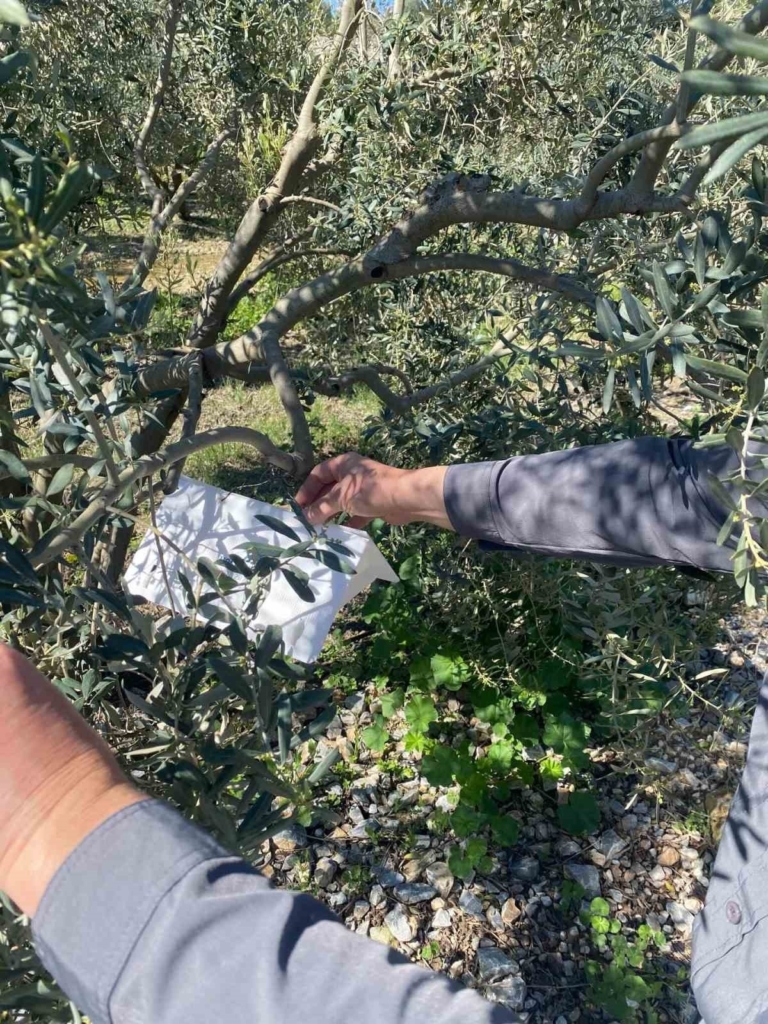 zeytin guvesine karsi tuzak kurulumlari basladi 72effd185160