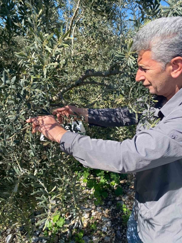 zeytin guvesine karsi tuzak kurulumlari basladi 8c2564a02575