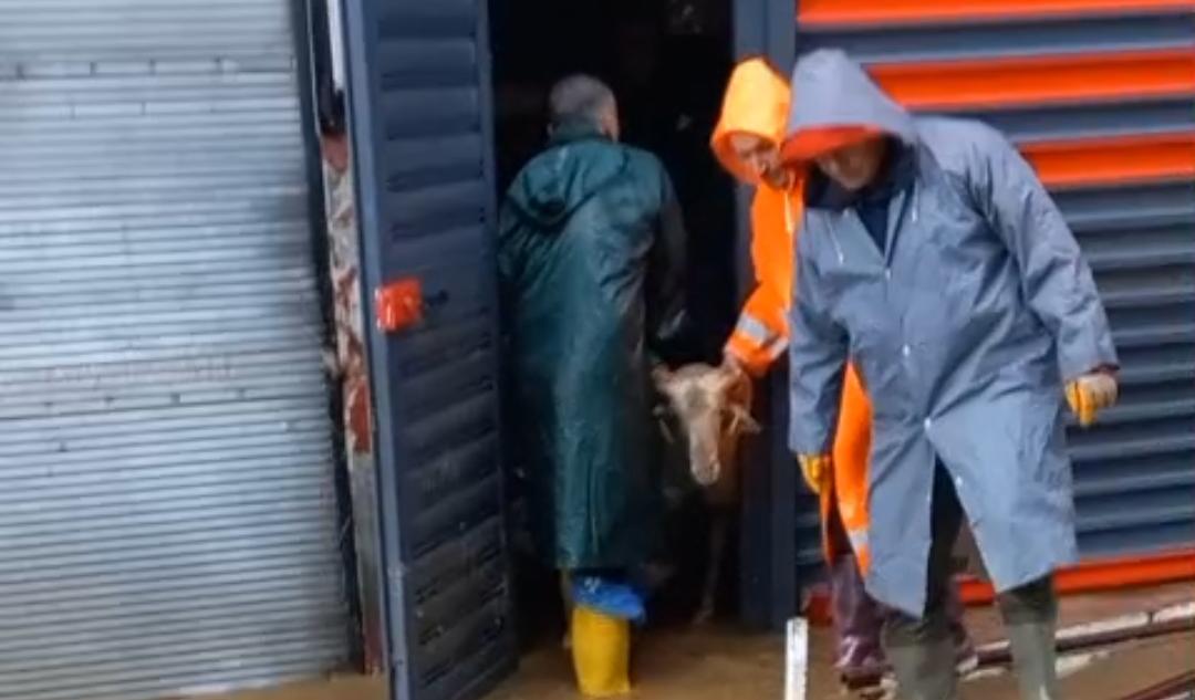 Köşk’te Sağanak ve Fırtına Sonrası Mahsur Kalan Küçükbaş Hayvanlar Kurtarıldı 6 IMG 20260522 WA0096