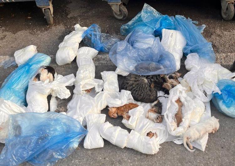 Çöpte 33 ölü kedi bulundu: Veteriner hekim gözaltında