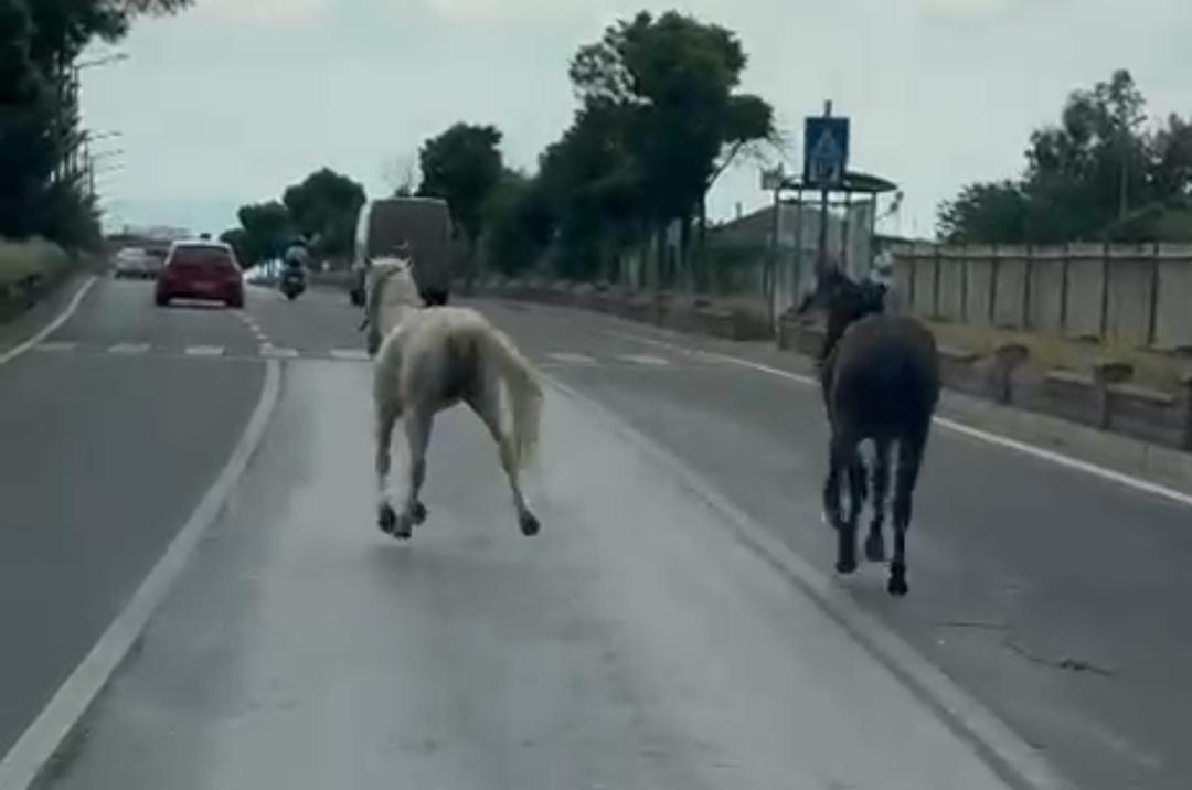 Nazilli trafiğinde başıboş at paniği 2 IMG 20260523 WA0092