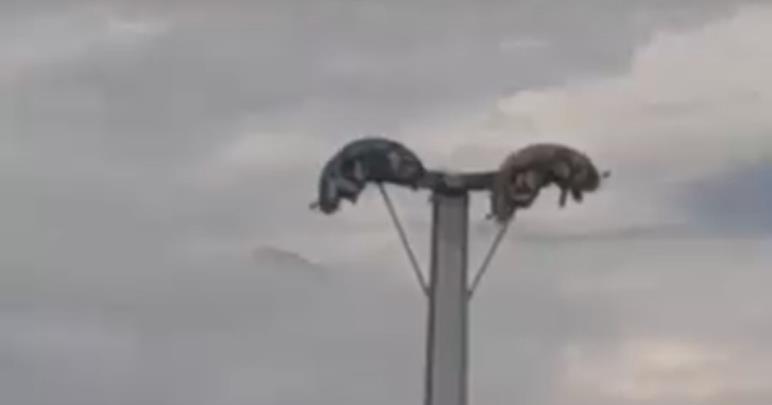Metrelerce yüksekte kabus!